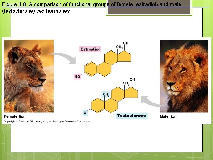 Figure 4. 8 A comparison of functional groups of female (estradiol) and male (testosterone)