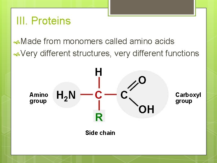 III. Proteins Made from monomers called amino acids Very different structures, very different functions