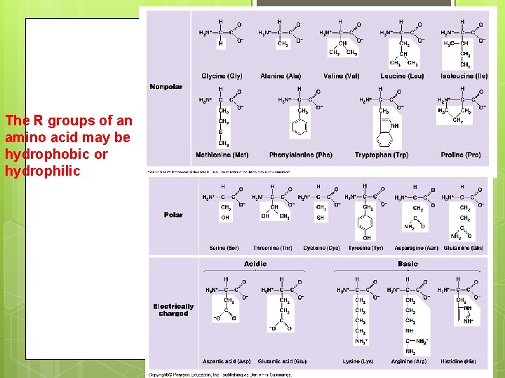 The R groups of an amino acid may be hydrophobic or hydrophilic 