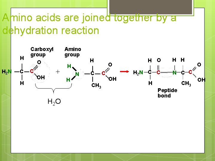 Amino acids are joined together by a dehydration reaction H H 2 N C