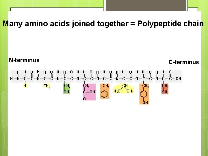 Many amino acids joined together = Polypeptide chain N-terminus H C-terminus H H O