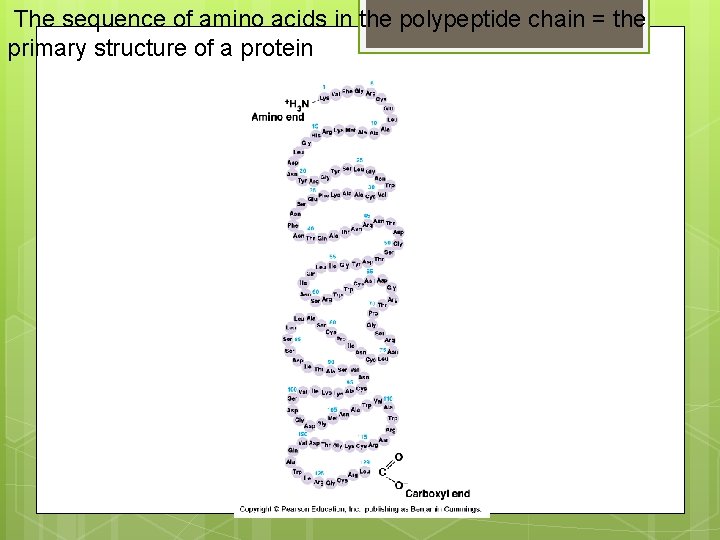 The sequence of amino acids in the polypeptide chain = the primary structure of