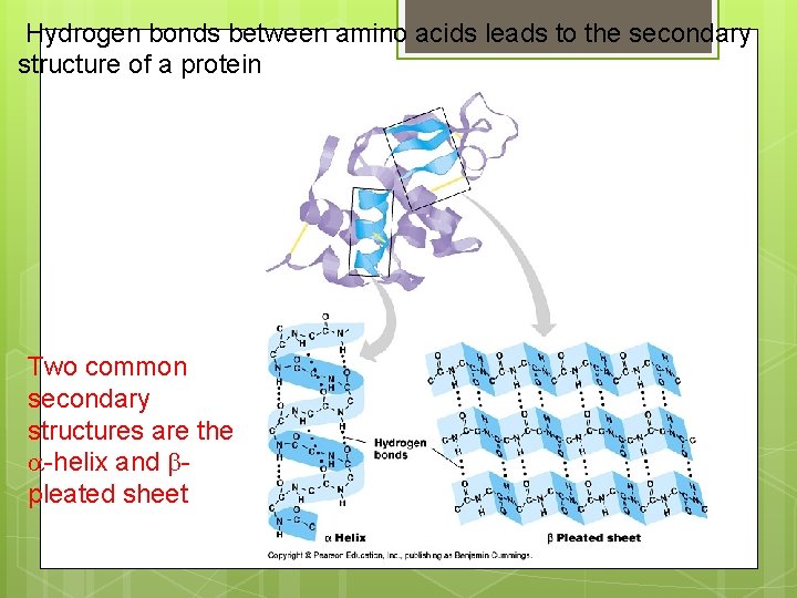 Hydrogen bonds between amino acids leads to the secondary structure of a protein Two