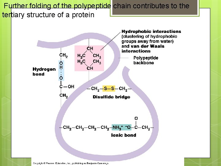 Further folding of the polypeptide chain contributes to the tertiary structure of a protein