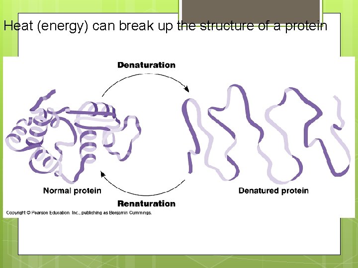 Heat (energy) can break up the structure of a protein 