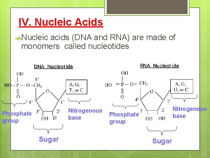 IV. Nucleic Acids Nucleic acids (DNA and RNA) are made of monomers called nucleotides