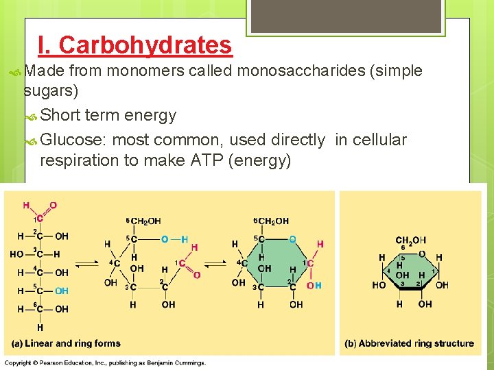 I. Carbohydrates Made from monomers called monosaccharides (simple sugars) Short term energy Glucose: most