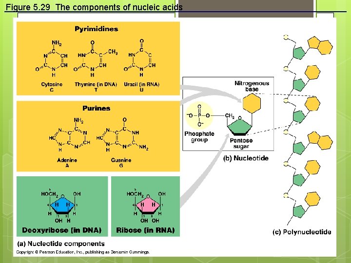 Figure 5. 29 The components of nucleic acids 