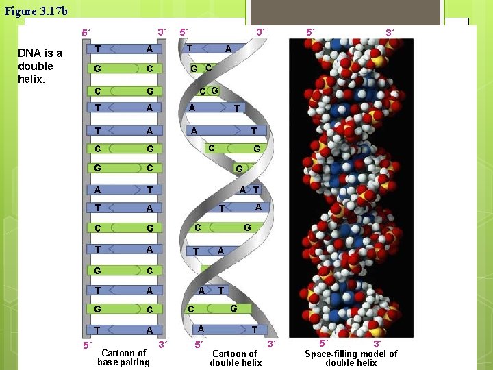 Figure 3. 17 b 3´ 5´ DNA is a double helix. 5´ 5´ 3´