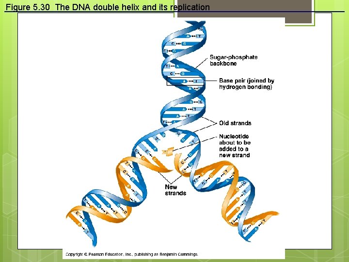 Figure 5. 30 The DNA double helix and its replication 