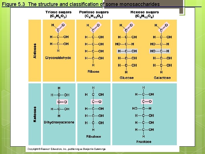 Figure 5. 3 The structure and classification of some monosaccharides 