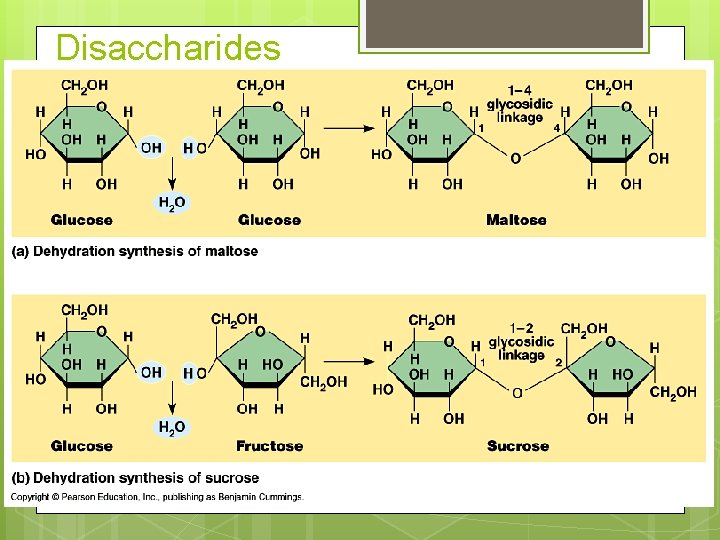 Disaccharides 
