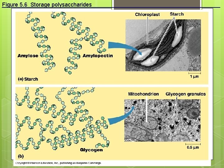 Figure 5. 6 Storage polysaccharides 