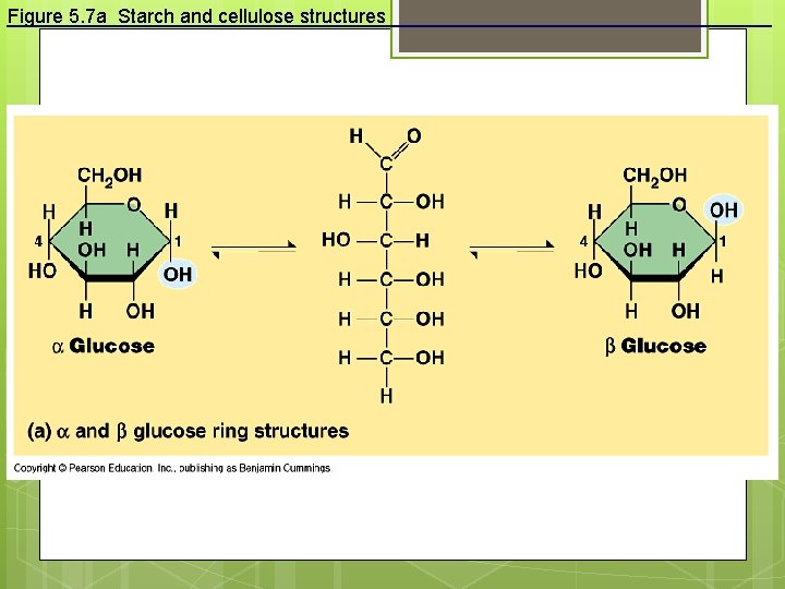 Figure 5. 7 a Starch and cellulose structures 