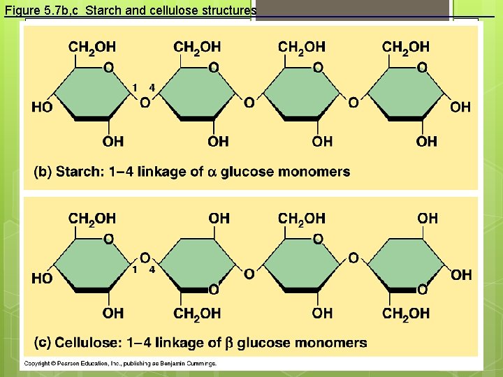 Figure 5. 7 b, c Starch and cellulose structures 