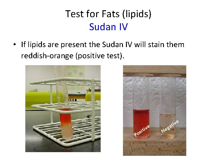 Test for Fats (lipids) Sudan IV • If lipids are present the Sudan IV