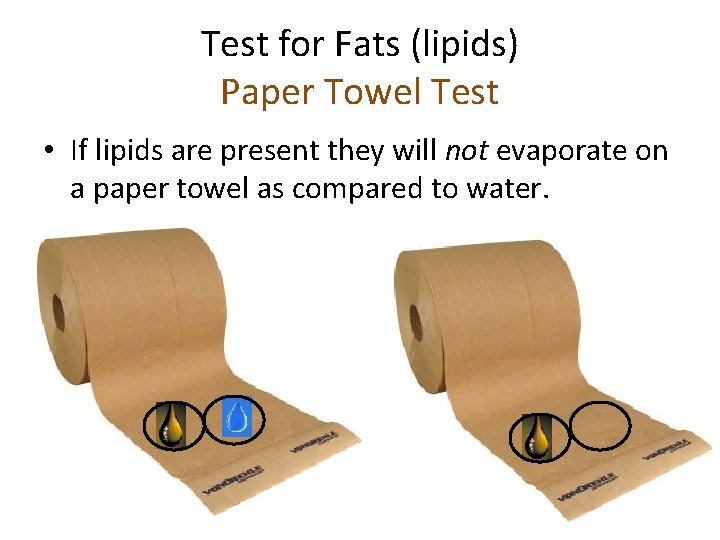 Test for Fats (lipids) Paper Towel Test • If lipids are present they will