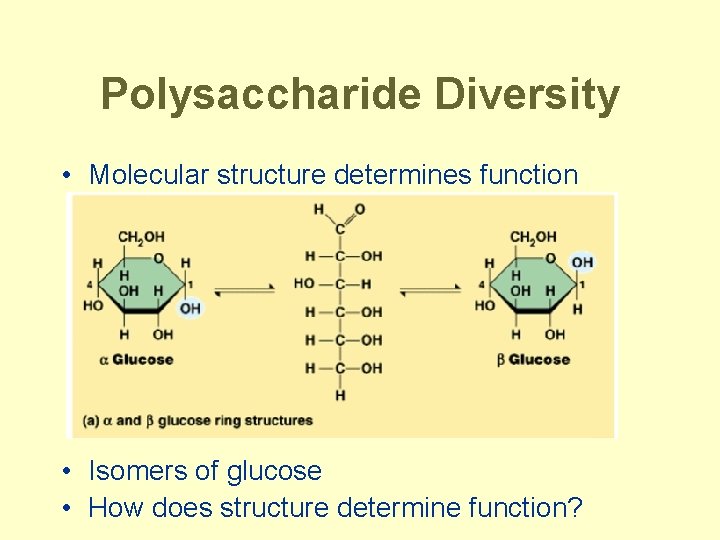 Polysaccharide Diversity • Molecular structure determines function • Isomers of glucose • How does