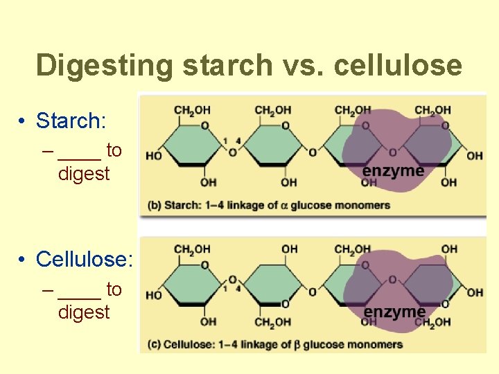 Digesting starch vs. cellulose • Starch: – ____ to digest • Cellulose: – ____