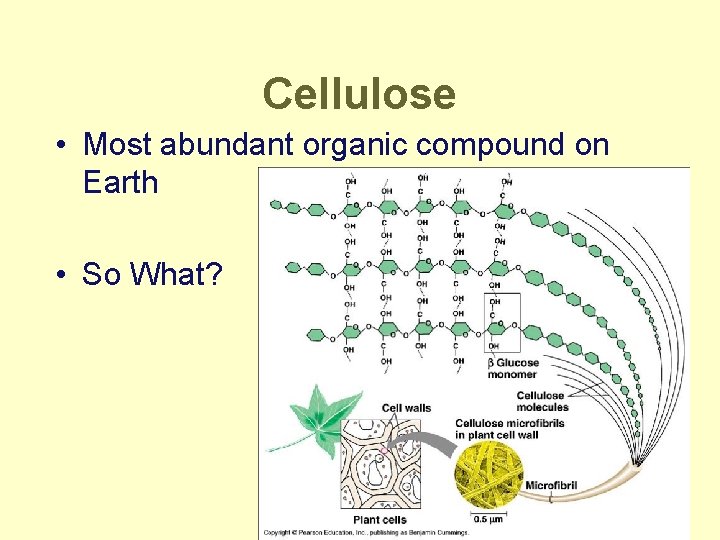 Cellulose • Most abundant organic compound on Earth • So What? 