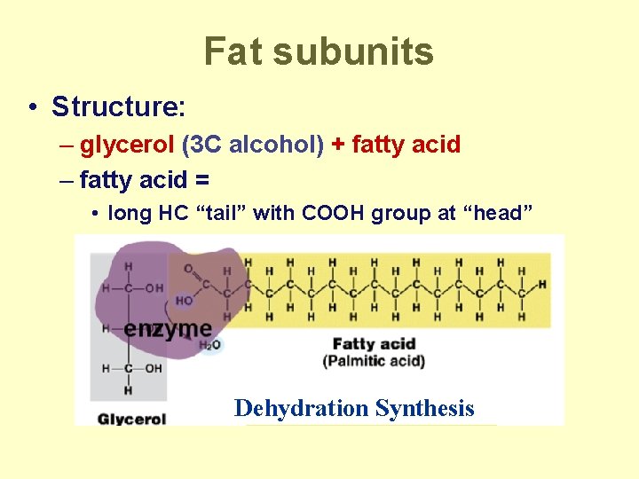 Fat subunits • Structure: – glycerol (3 C alcohol) + fatty acid – fatty