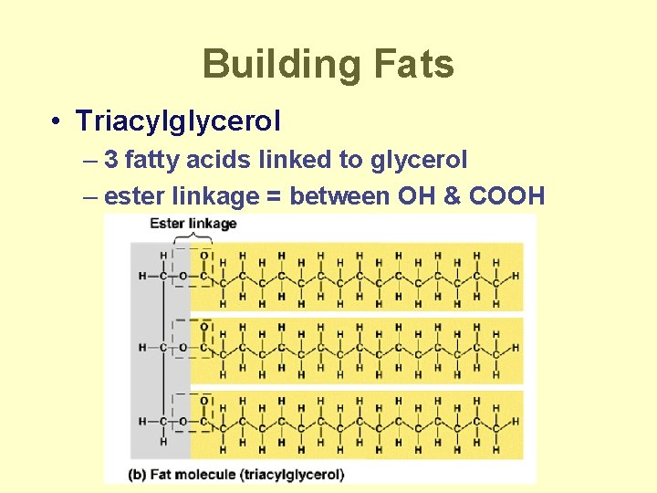 Building Fats • Triacylglycerol – 3 fatty acids linked to glycerol – ester linkage