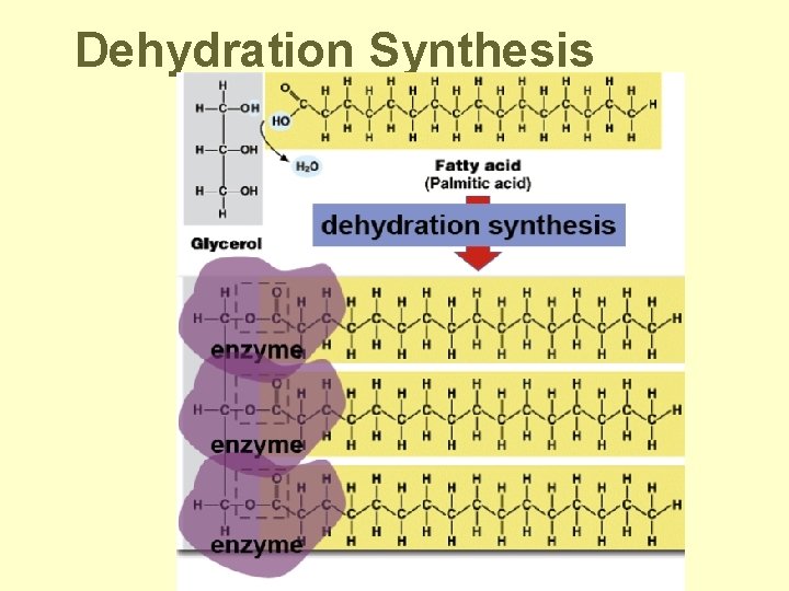 Dehydration Synthesis 