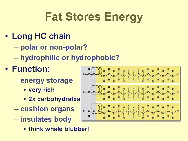 Fat Stores Energy • Long HC chain – polar or non-polar? – hydrophilic or