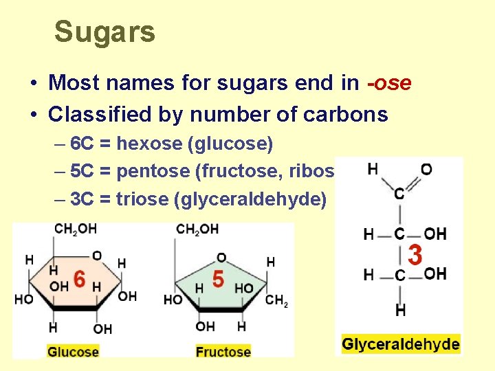 Sugars • Most names for sugars end in -ose • Classified by number of