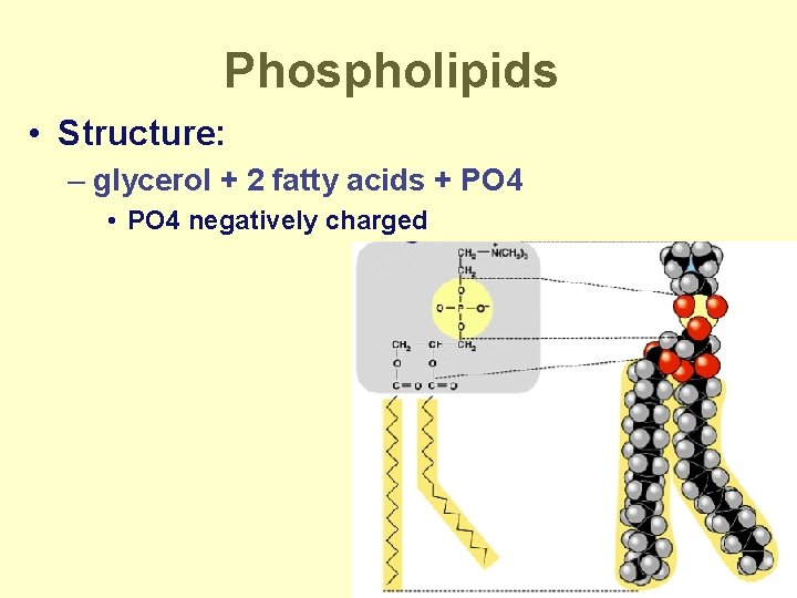 Phospholipids • Structure: – glycerol + 2 fatty acids + PO 4 • PO