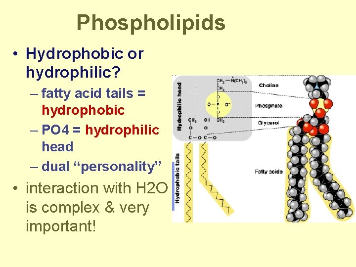 Phospholipids • Hydrophobic or hydrophilic? – fatty acid tails = hydrophobic – PO 4