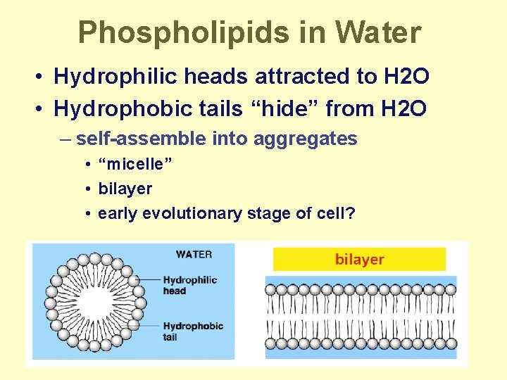 Phospholipids in Water • Hydrophilic heads attracted to H 2 O • Hydrophobic tails