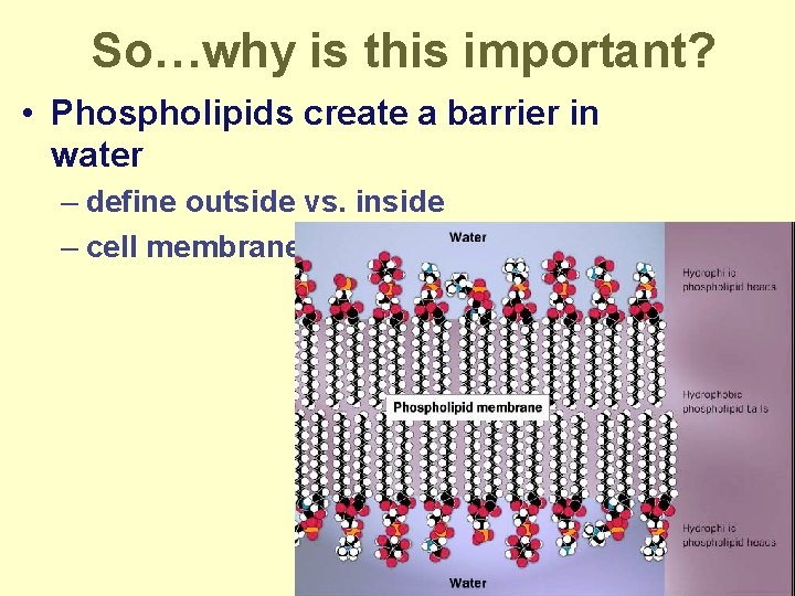 So…why is this important? • Phospholipids create a barrier in water – define outside