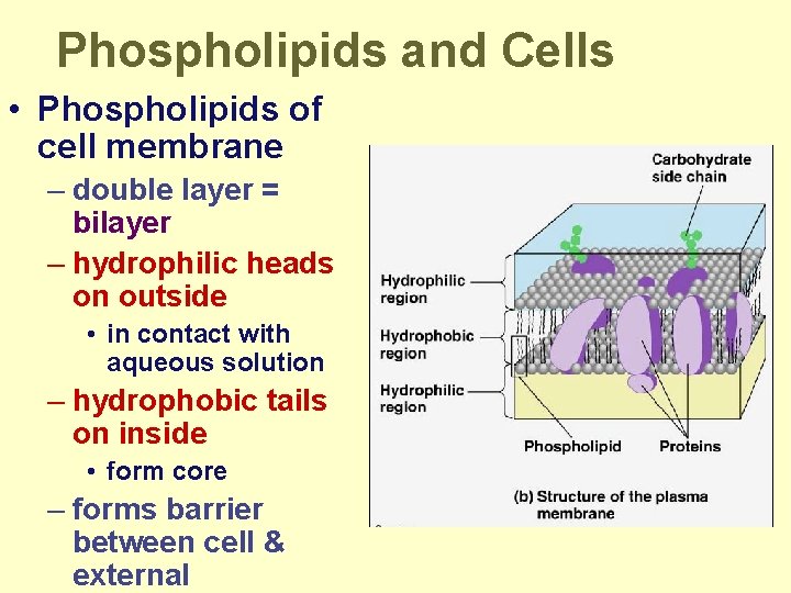 Phospholipids and Cells • Phospholipids of cell membrane – double layer = bilayer –