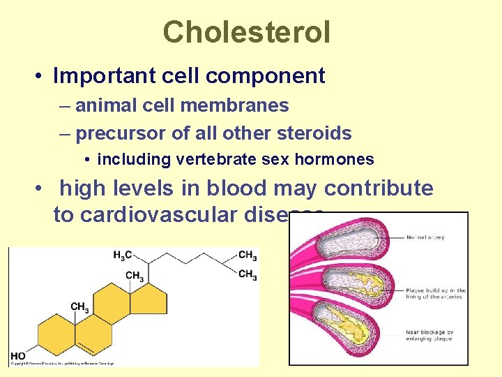 Cholesterol • Important cell component – animal cell membranes – precursor of all other