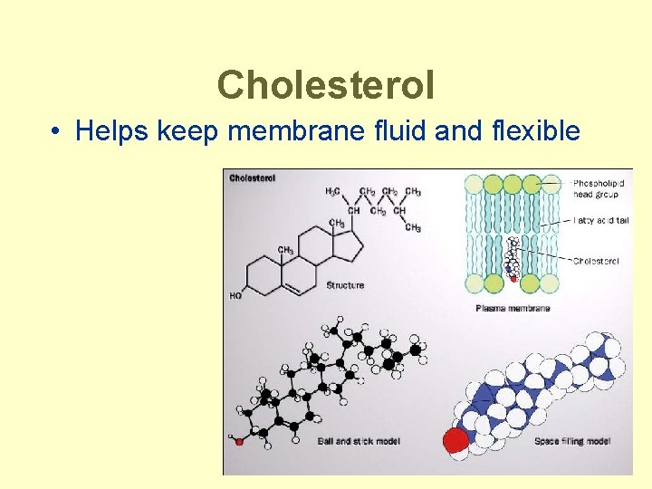 Cholesterol • Helps keep membrane fluid and flexible 
