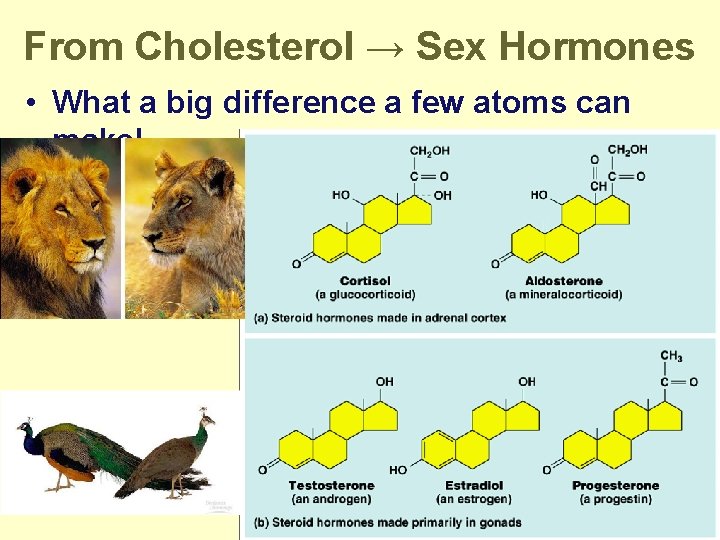 From Cholesterol → Sex Hormones • What a big difference a few atoms can