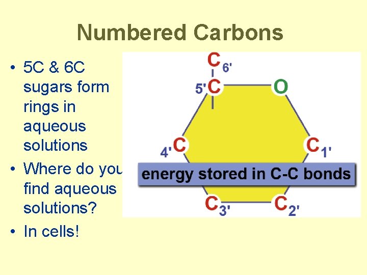 Numbered Carbons • 5 C & 6 C sugars form rings in aqueous solutions