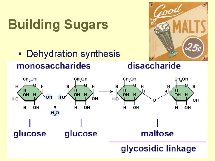 Building Sugars • Dehydration synthesis 