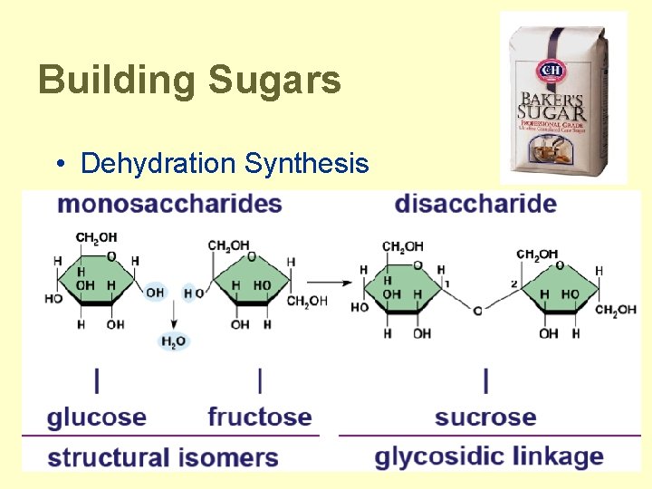 Building Sugars • Dehydration Synthesis 