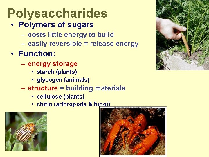 Polysaccharides • Polymers of sugars – costs little energy to build – easily reversible