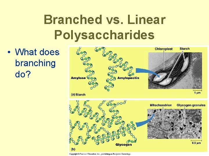 Branched vs. Linear Polysaccharides • What does branching do? 