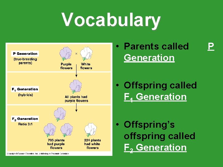 Vocabulary • Parents called Generation • Offspring called F 1 Generation • Offspring’s offspring