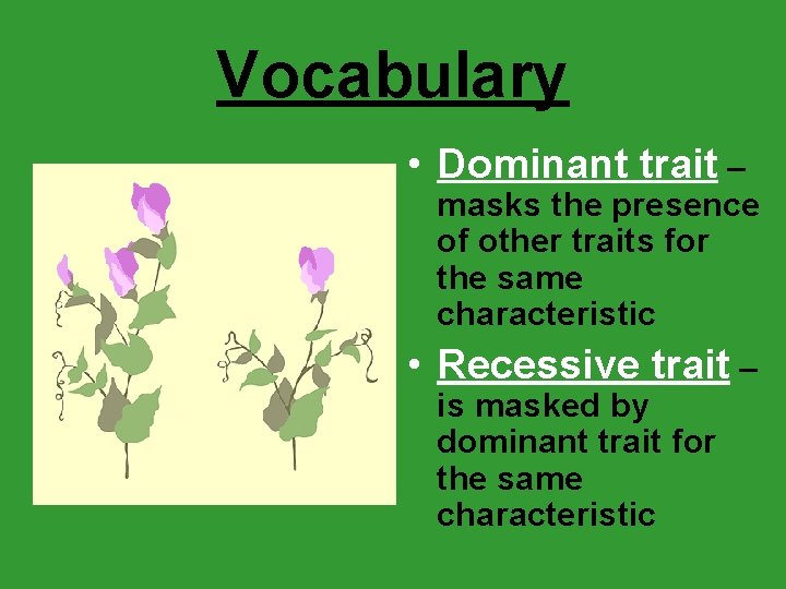 Vocabulary • Dominant trait – masks the presence of other traits for the same