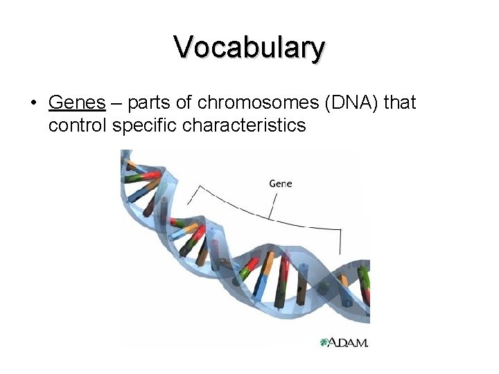 Vocabulary • Genes – parts of chromosomes (DNA) that control specific characteristics 