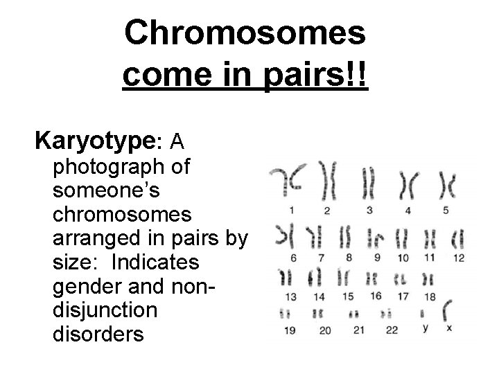 Chromosomes come in pairs!! Karyotype: A photograph of someone’s chromosomes arranged in pairs by
