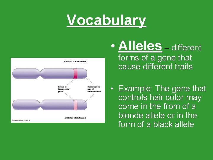 Vocabulary • Alleles – different forms of a gene that cause different traits •