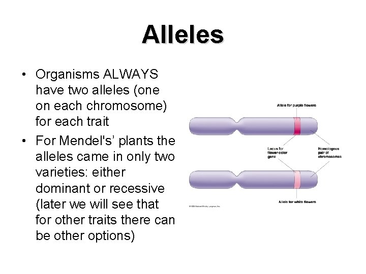Alleles • Organisms ALWAYS have two alleles (one on each chromosome) for each trait
