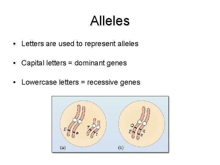 Alleles • Letters are used to represent alleles • Capital letters = dominant genes