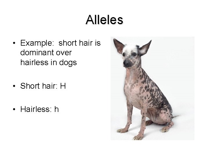 Alleles • Example: short hair is dominant over hairless in dogs • Short hair: